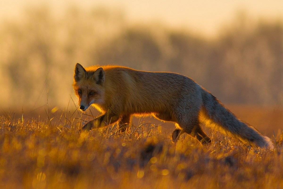 , Вилюнов Дмитрий