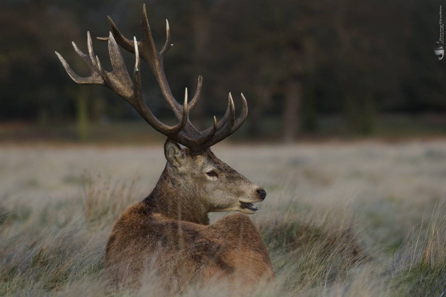 deer , Jimmy Stoikov