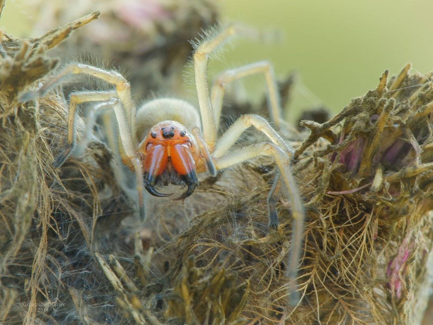 , Кузнецов Дмитрий