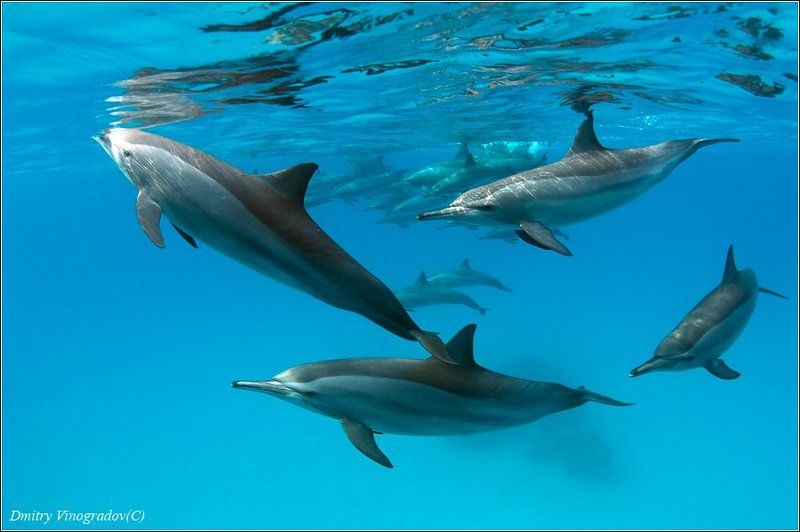 Angels фото превью