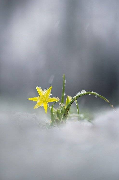 гусиный, лук, Александр Журавлёв