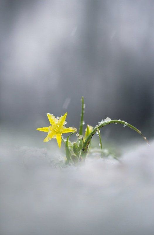 гусиный, лук Отголоски зимы фото превью