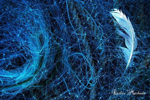 Feather in a fishnet