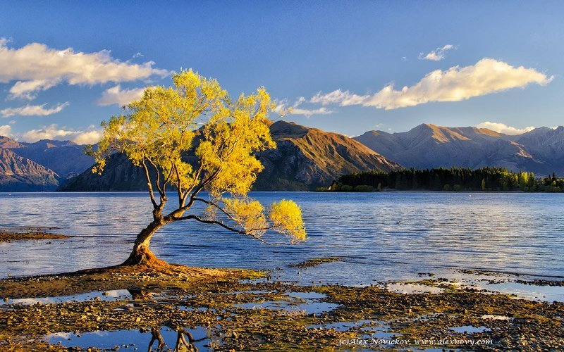 New Zealand, Wanaka Wanaka tree фото превью