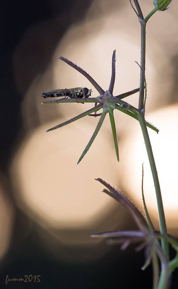 , Игорь ФУММ