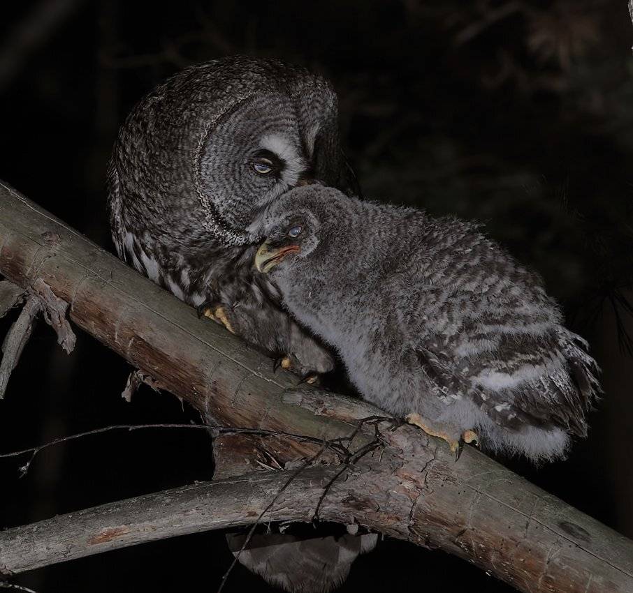 борадатая, неясыть, сова, Алексей