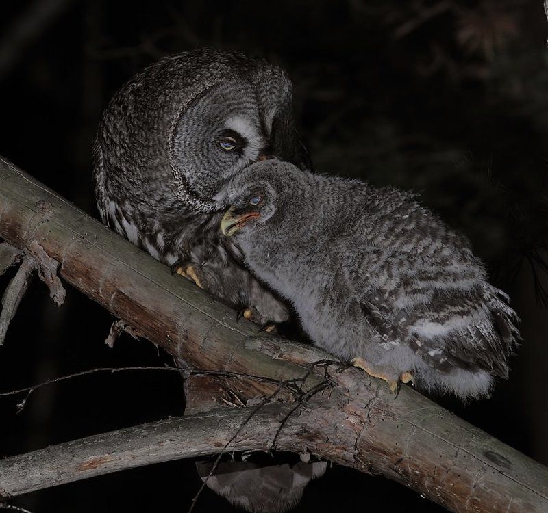 борадатая, неясыть, сова совиные нежности фото превью