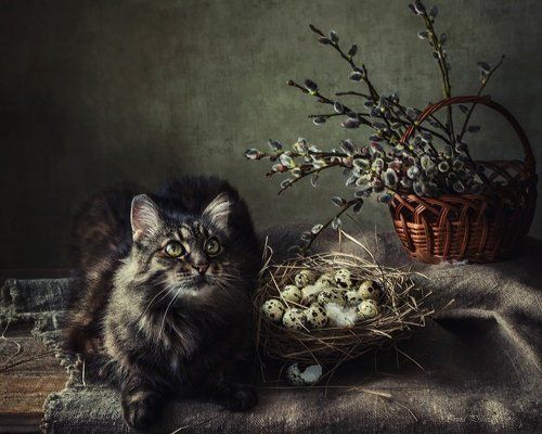 Мейсон в котюрмортах