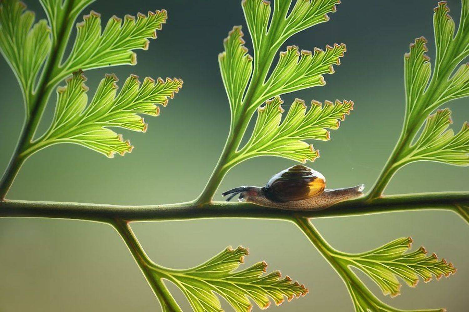 Backlight, Leaf, Macro, Snail, Angga Ra Putra