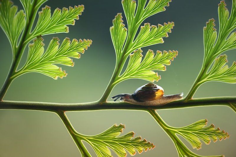 Backlight, Leaf, Macro, Snail slow but sure фото превью