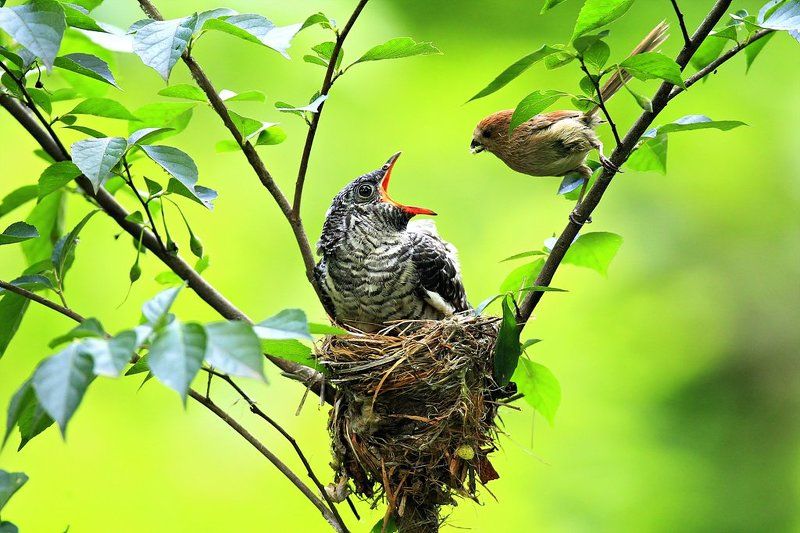 Brooding фото превью