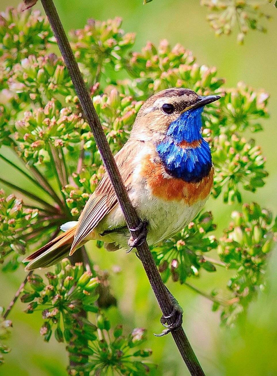 Варакушка, Наталья