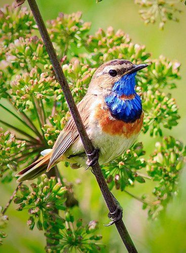 Цветущий паренек