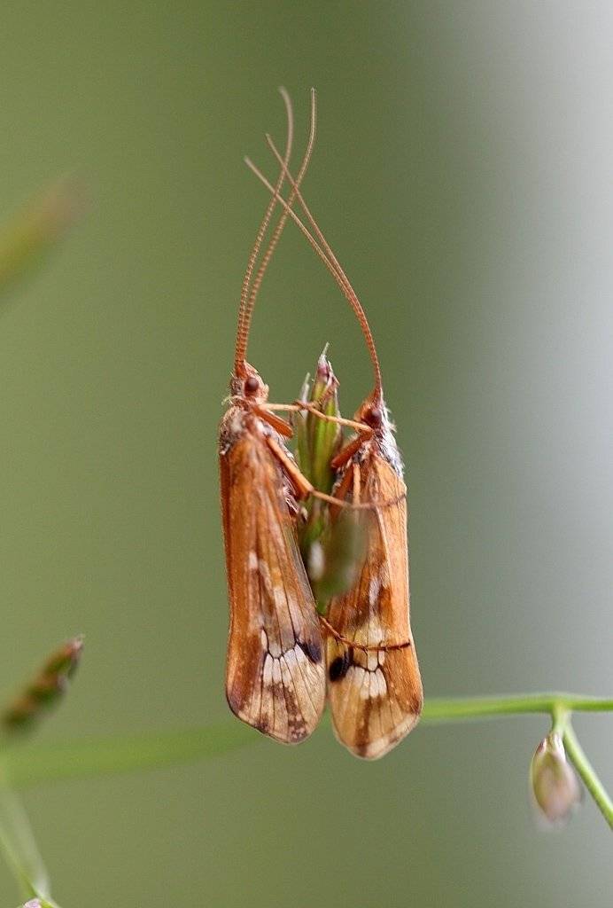 , Сергей Таланов