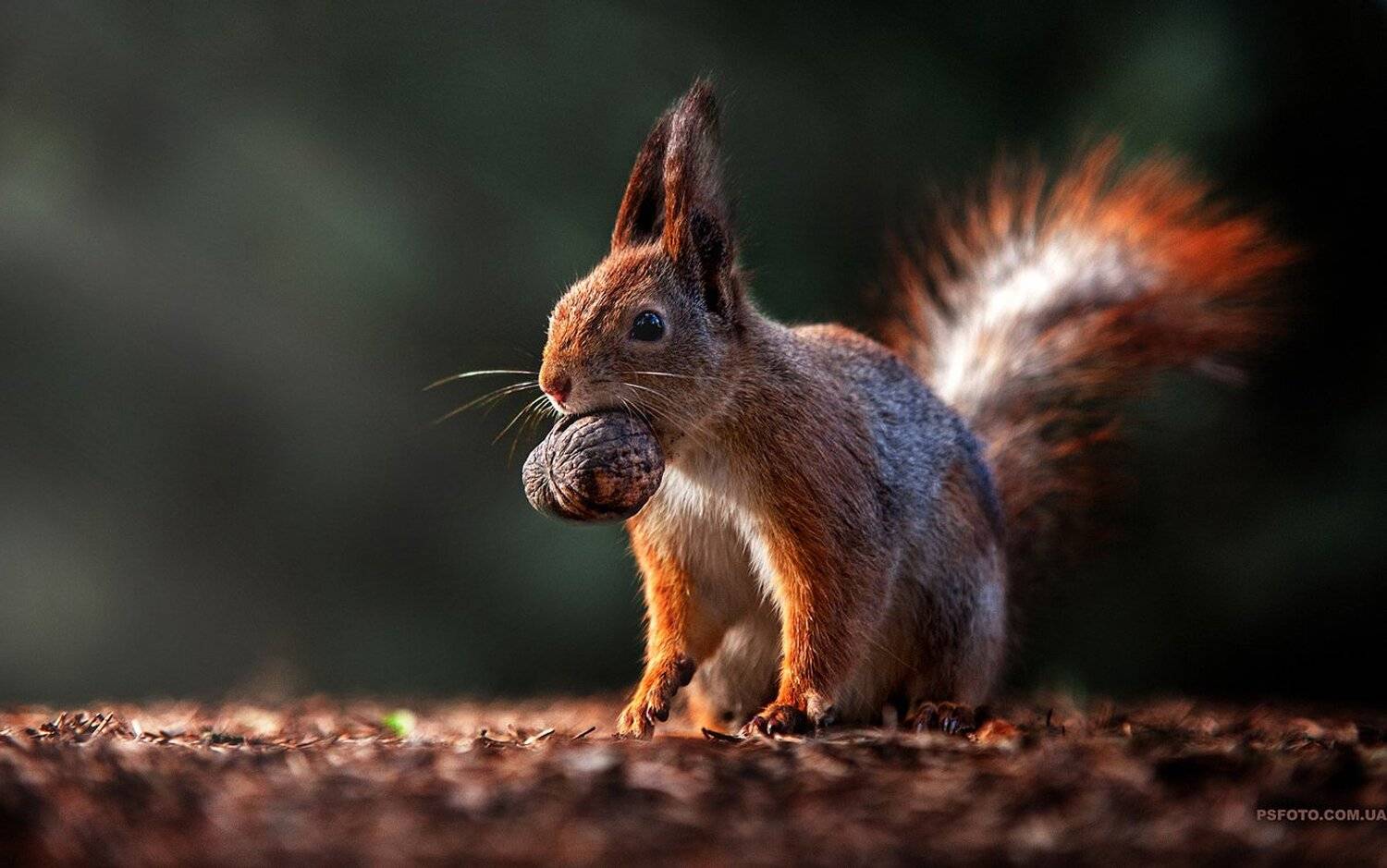 2015, Squirrel, Белка, Орех, Полюшко Сергей