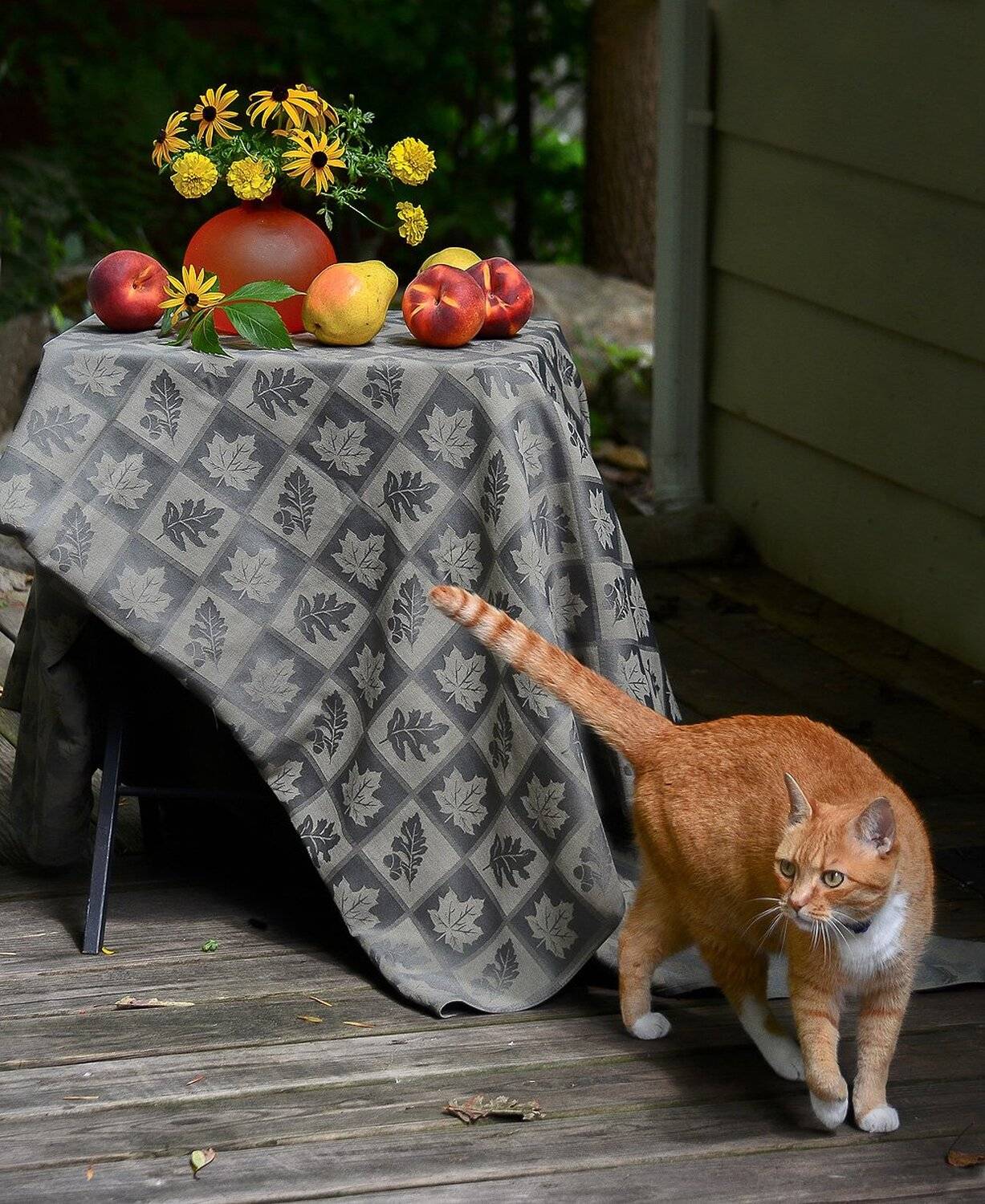 животные, кошки, натюрморт, фауна, цветы, юмор, Антонина