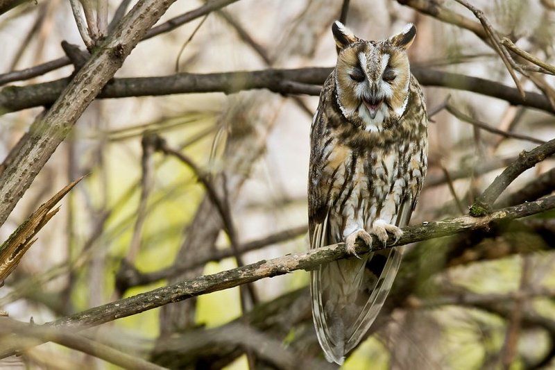 Long-eared owl фото превью