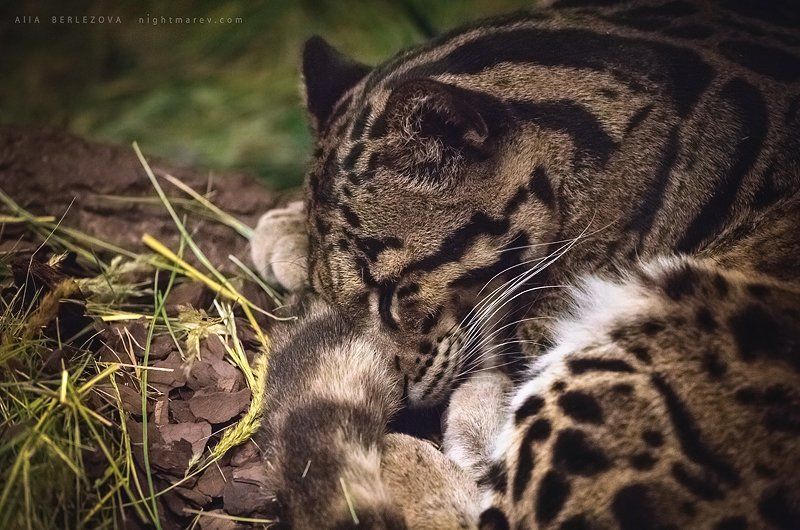 Clouded, Leopard, Большая, Дымчатый, Кошка, Леопард, Сон, Трава clouded leopard фото превью
