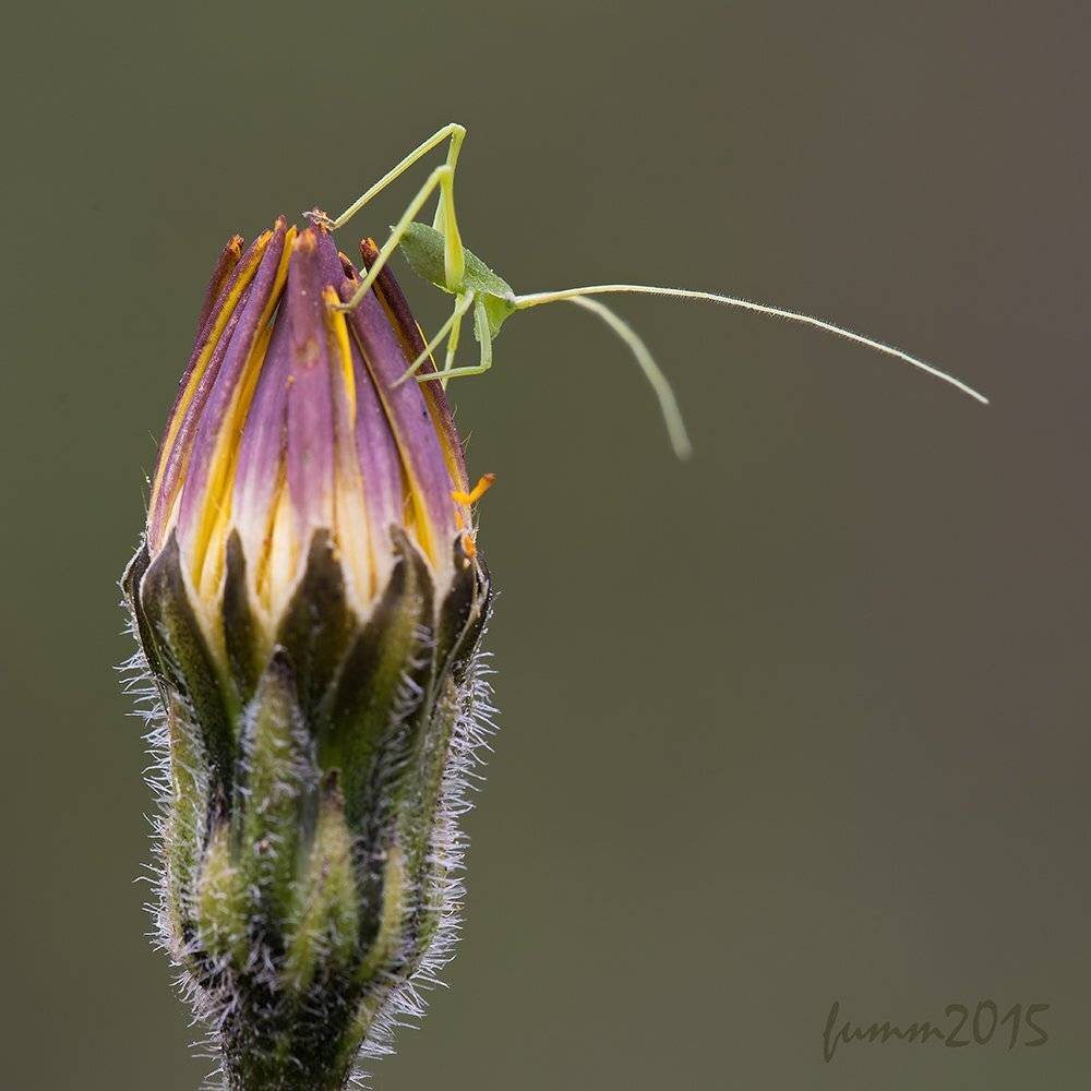 , Игорь ФУММ