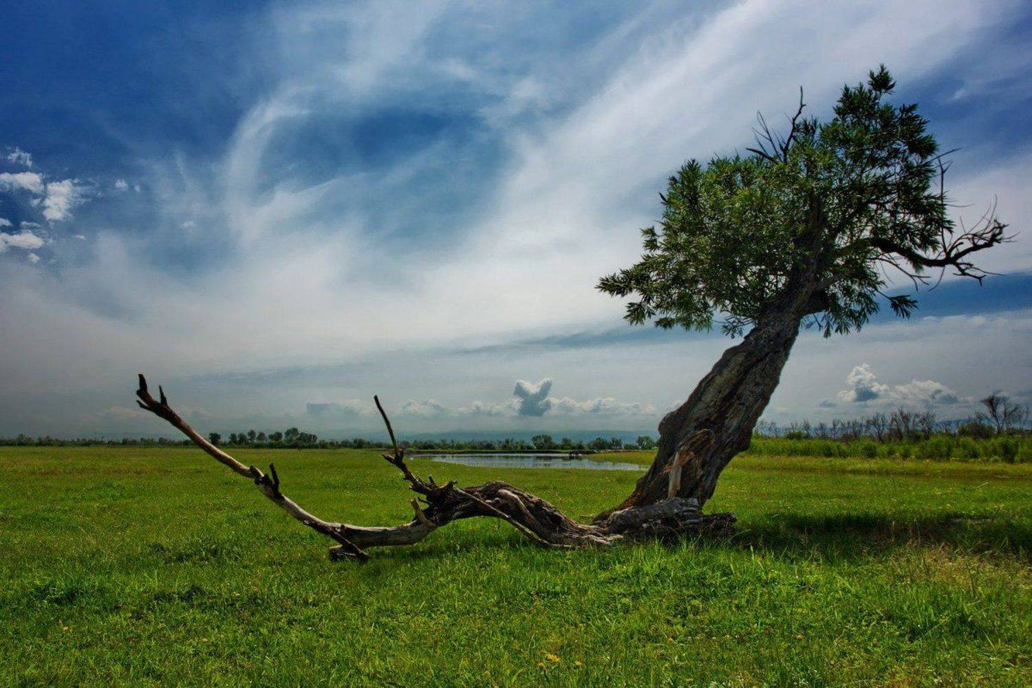 , Матвей Белый