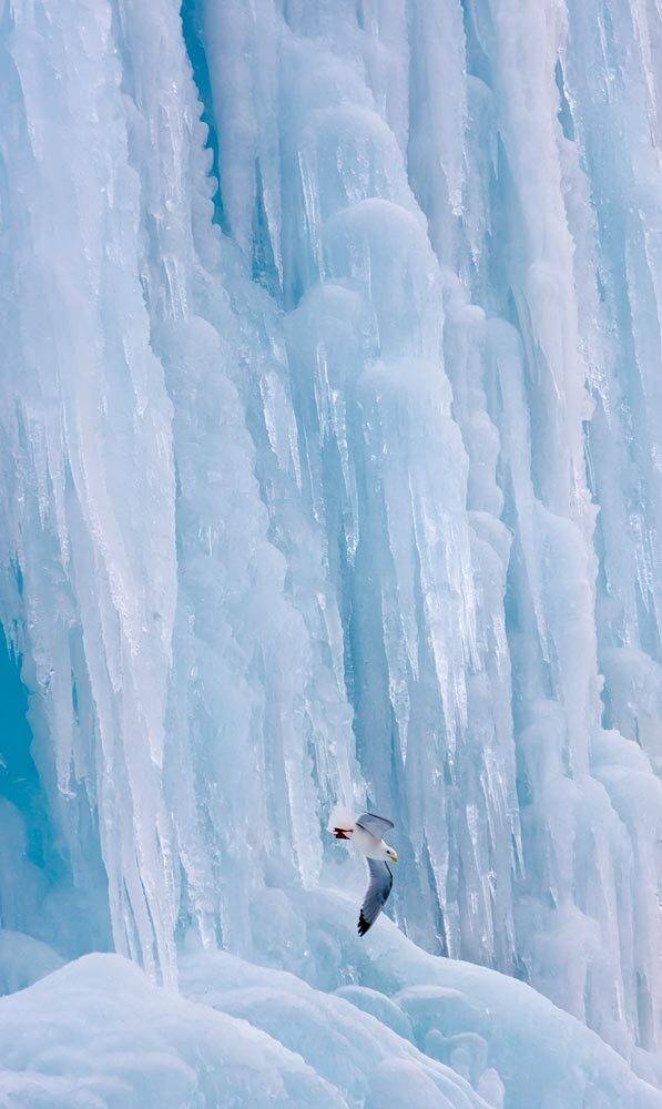 Говорушка, Колониальная птица, Лёд, Моевка, Дмитрий Уткин