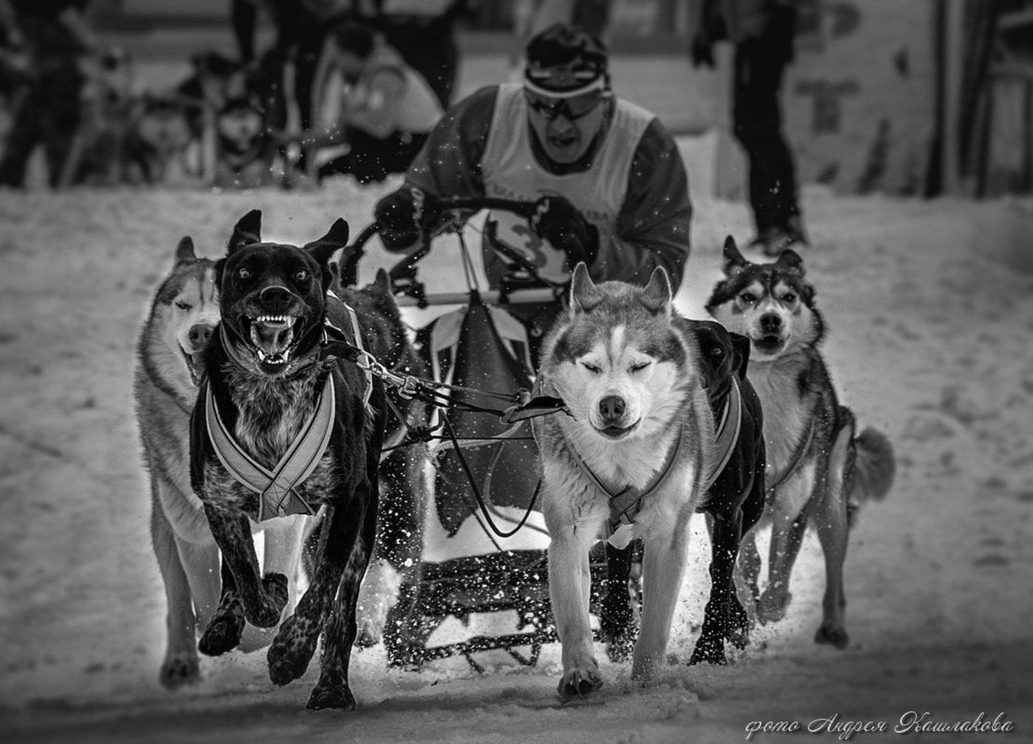 , Андрей Кашлаков