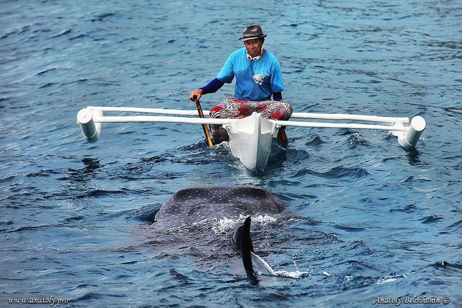 Акула, Анатолий Белощин, Китовая акула, Филиппины, Анатолий Белощин