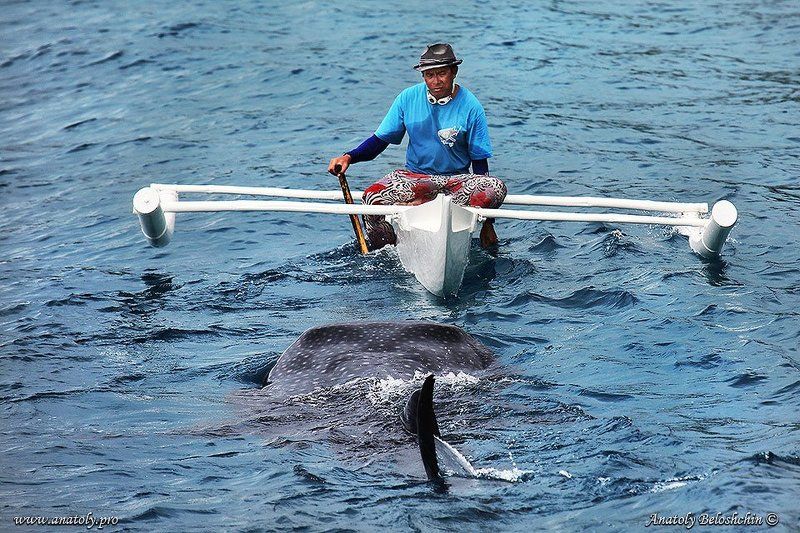 Акула, Анатолий Белощин, Китовая акула, Филиппины Человек и акула фото превью