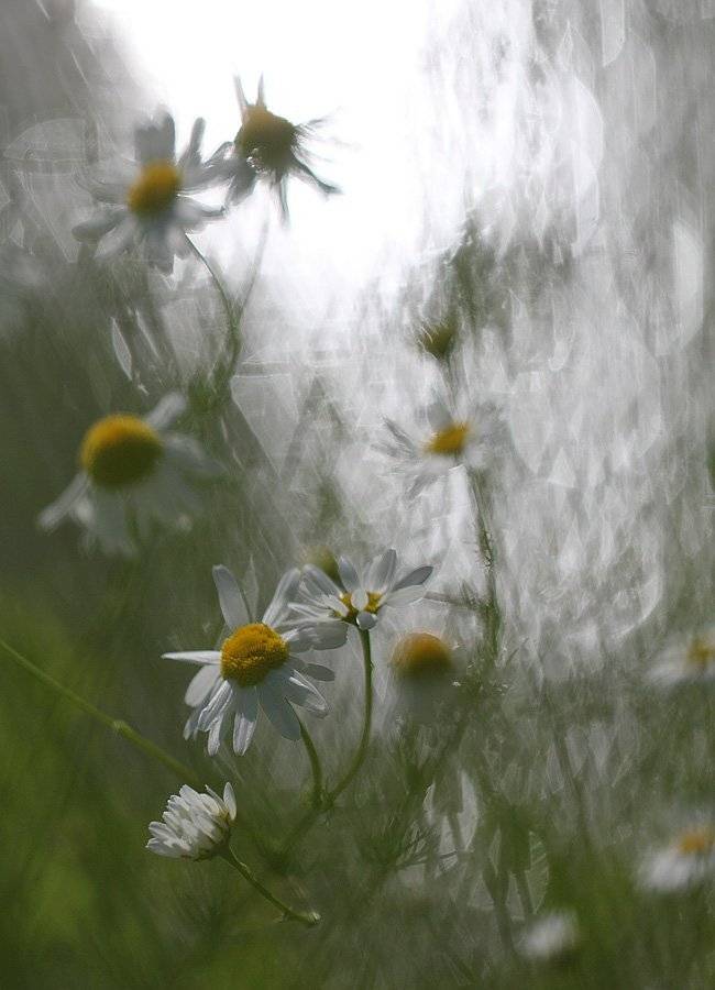 , Сергей Таланов