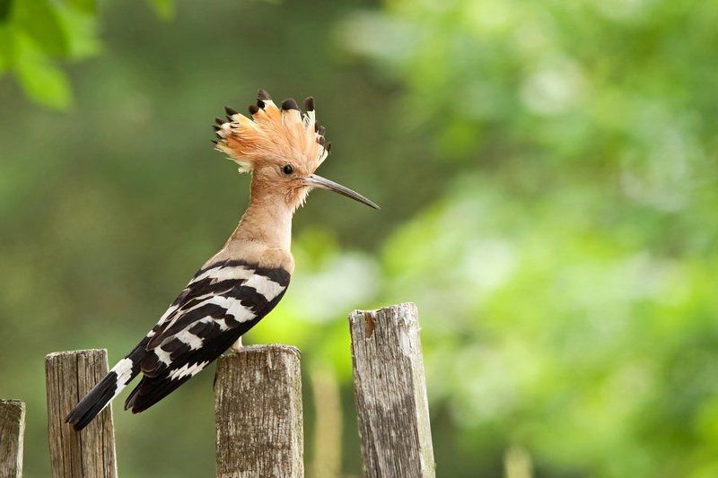 Hoopoe фото превью