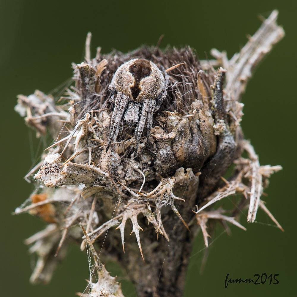 , Игорь ФУММ