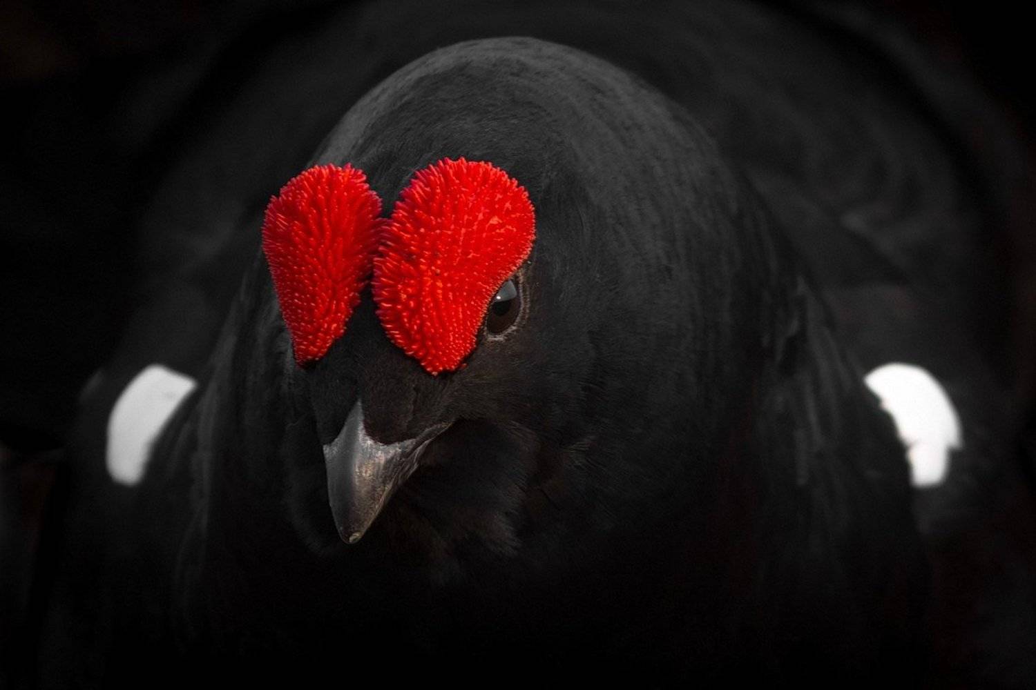 , Вилюнов Дмитрий