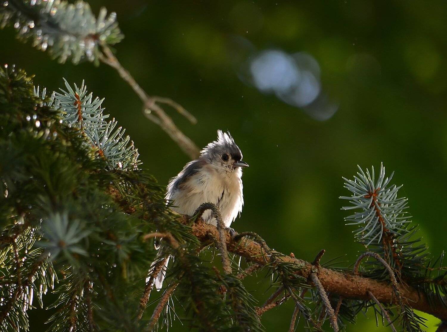 животные, пернатые, птицы, фауна, Антонина
