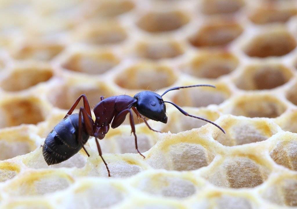 , Сергей Таланов