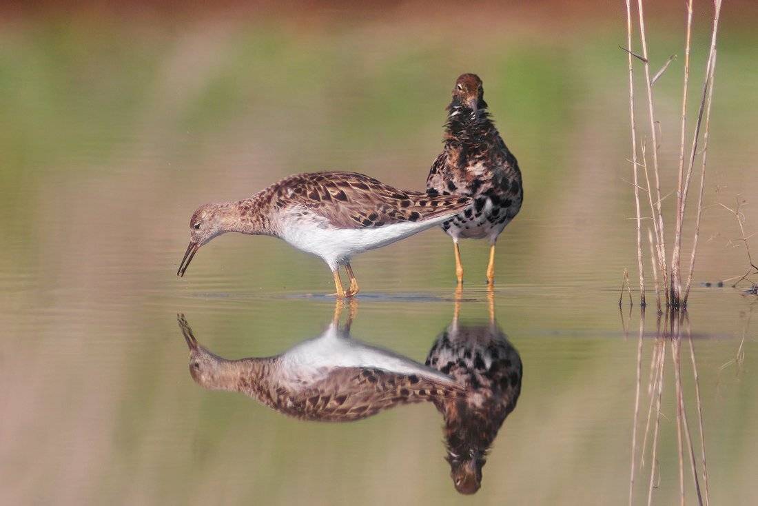 Philomachus pugnax, Бойник, Турухан, Евгени Стефанов