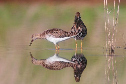 Турухан - мужской и женский