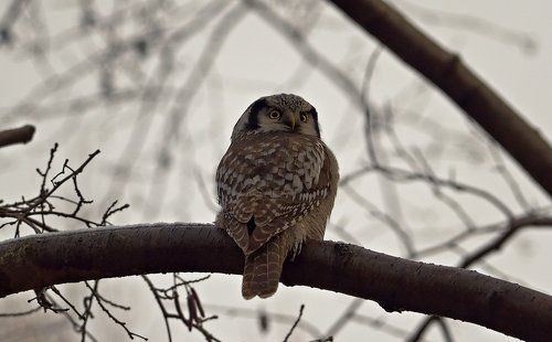 Ястребиная сова