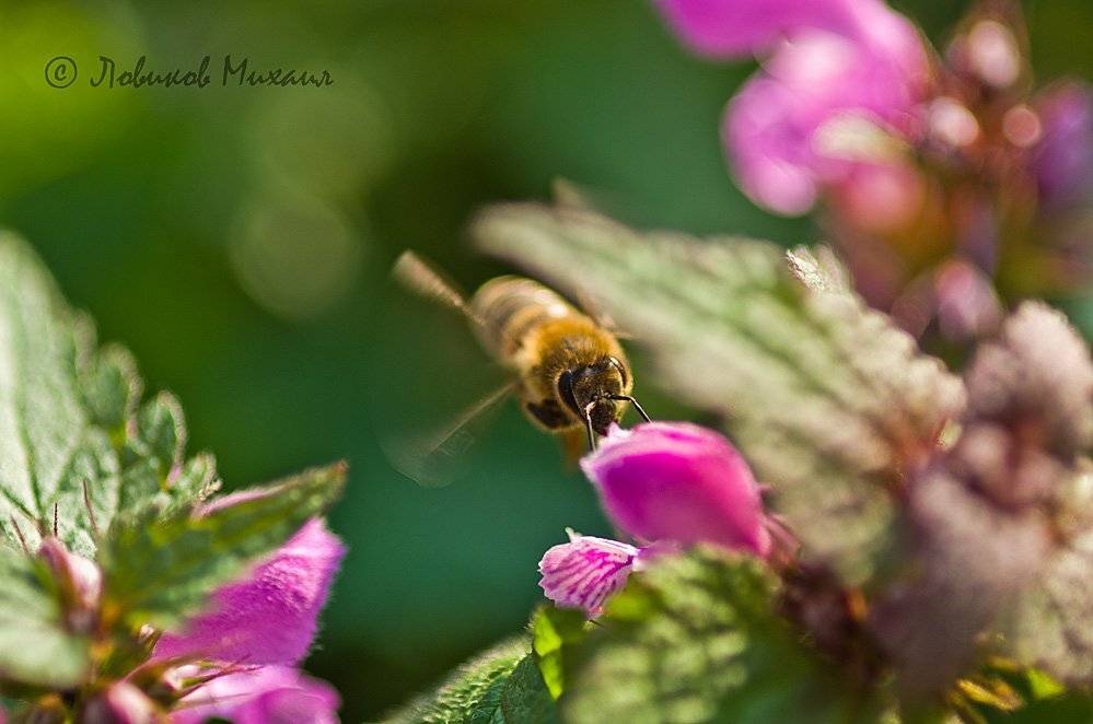 , Ловиков Михаил