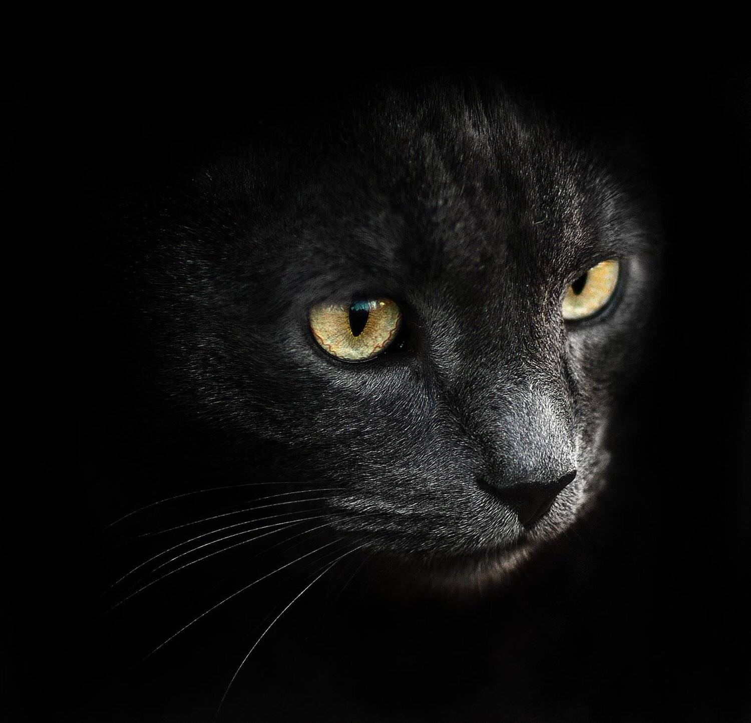 2015, Animal, Black, Cat, Dark, Кот, Полюшко Сергей