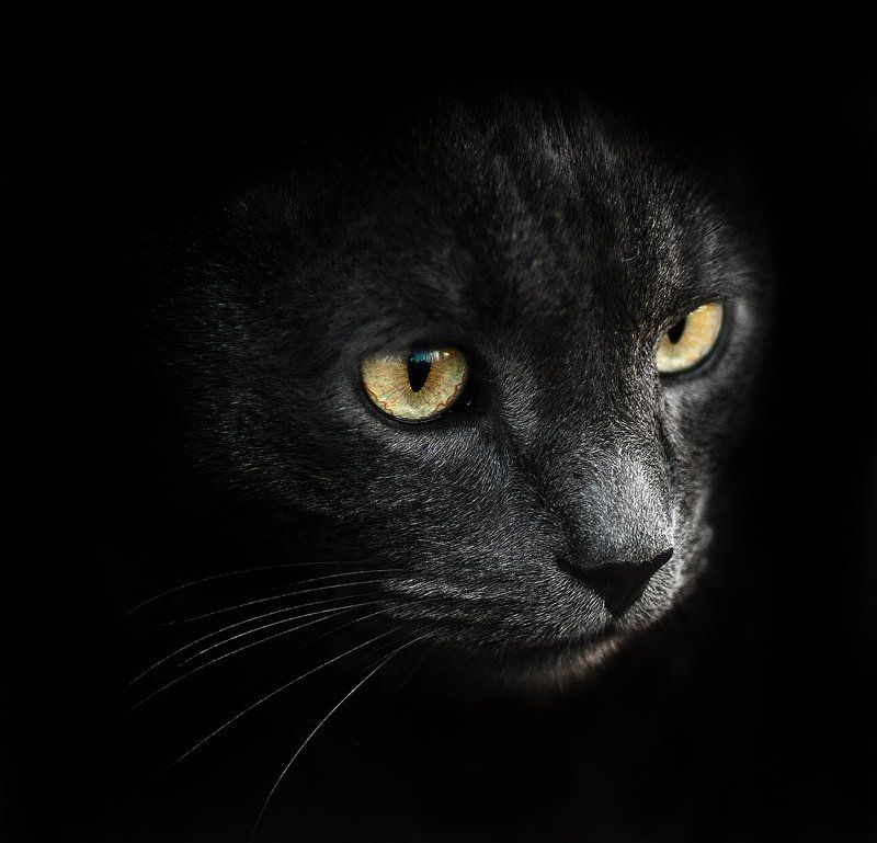 2015, Animal, Black, Cat, Dark, Кот Black фото превью