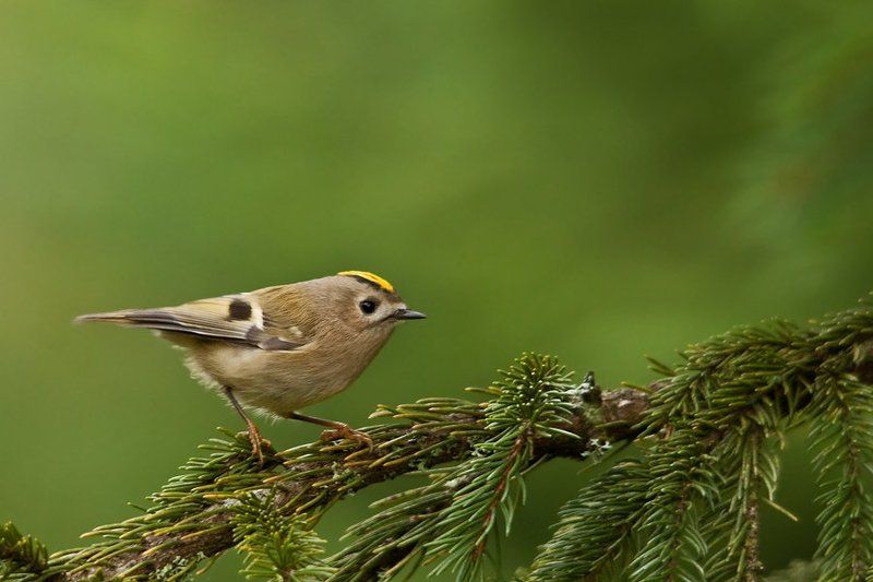 The tiny king фото превью