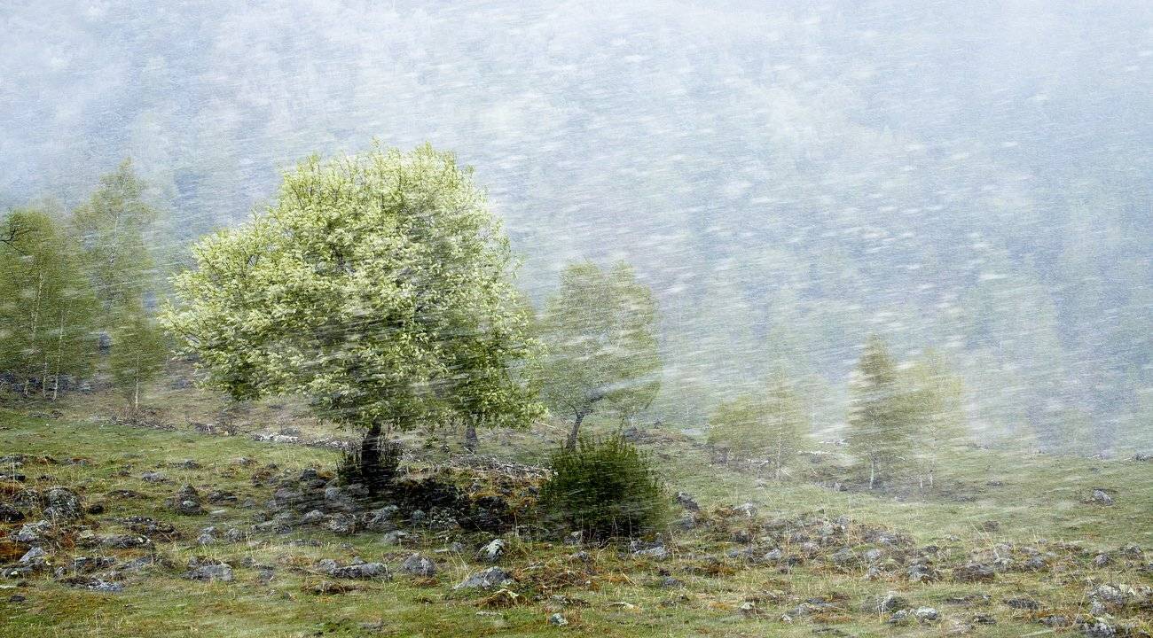 Весна, Качурин, Качурин алексей, Оренбургская область, Орск, Цветение Черёмухи, Черёмуха, Качурин Алексей