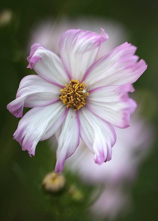 , Сергей Таланов