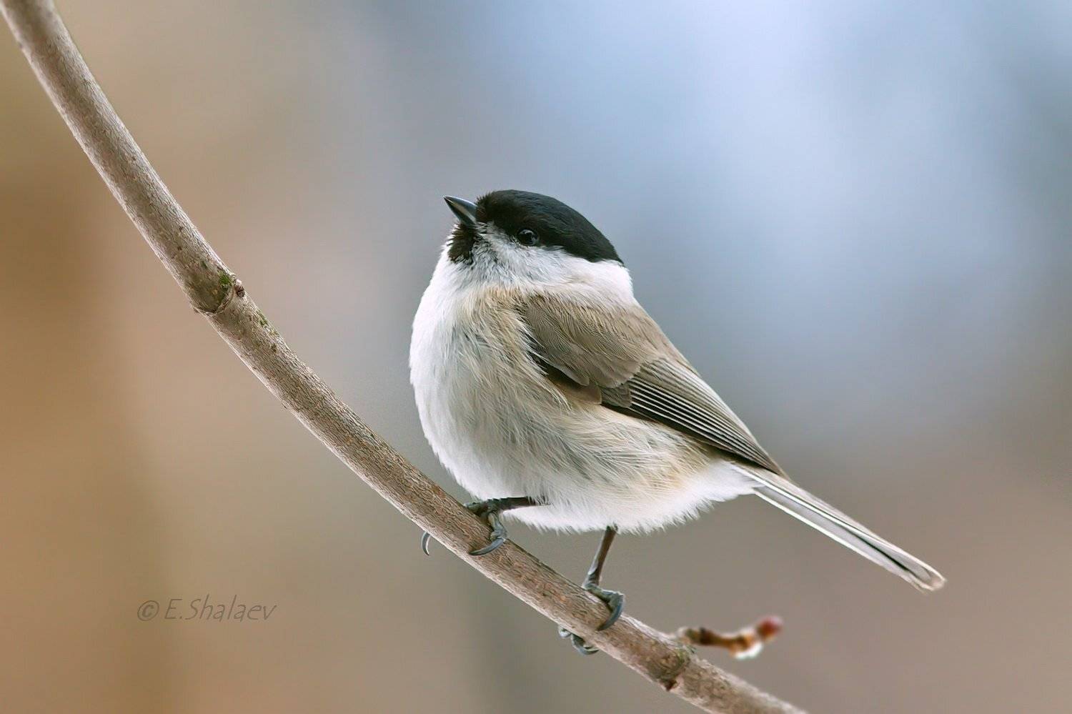 Birds, Poecile montanus, Буроголовая гаичка, Гаичка, Птица, Птицы, Пухляк, Синица, Фотоохота, Евгений