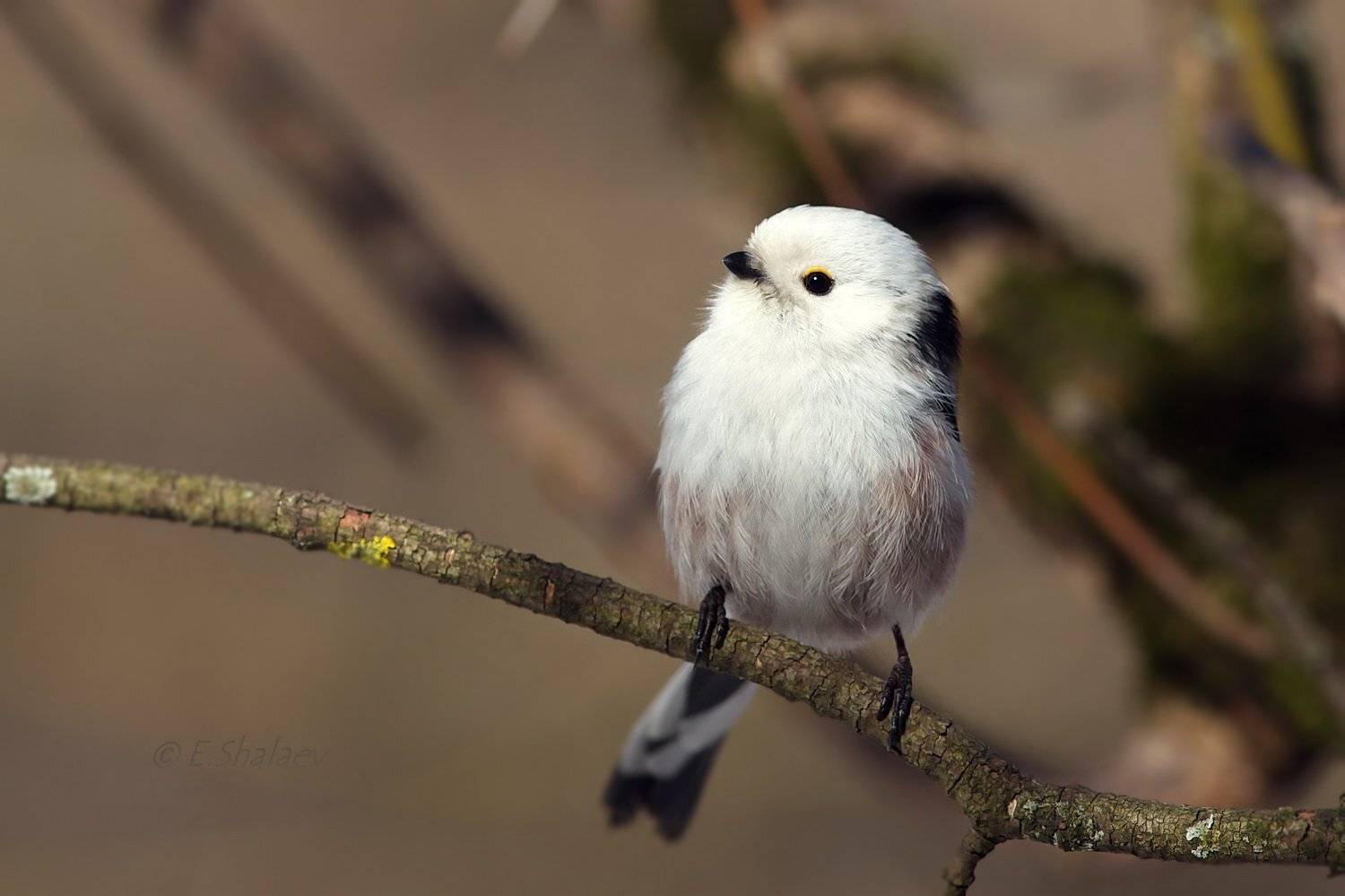 Aegithalos caudatus, Birds, Long-tailed tit, Длиннохвостая синица, Ополовник, Птица, Птицы, Синица, Фотоохота, Евгений