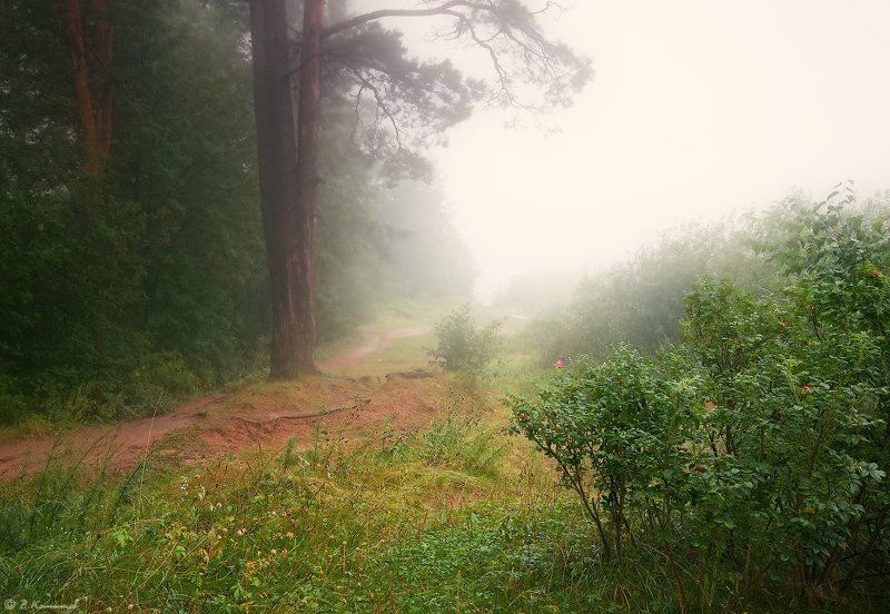 Лес, Лето, Природа, Туман Там за туманами берег мой родной... фото превью