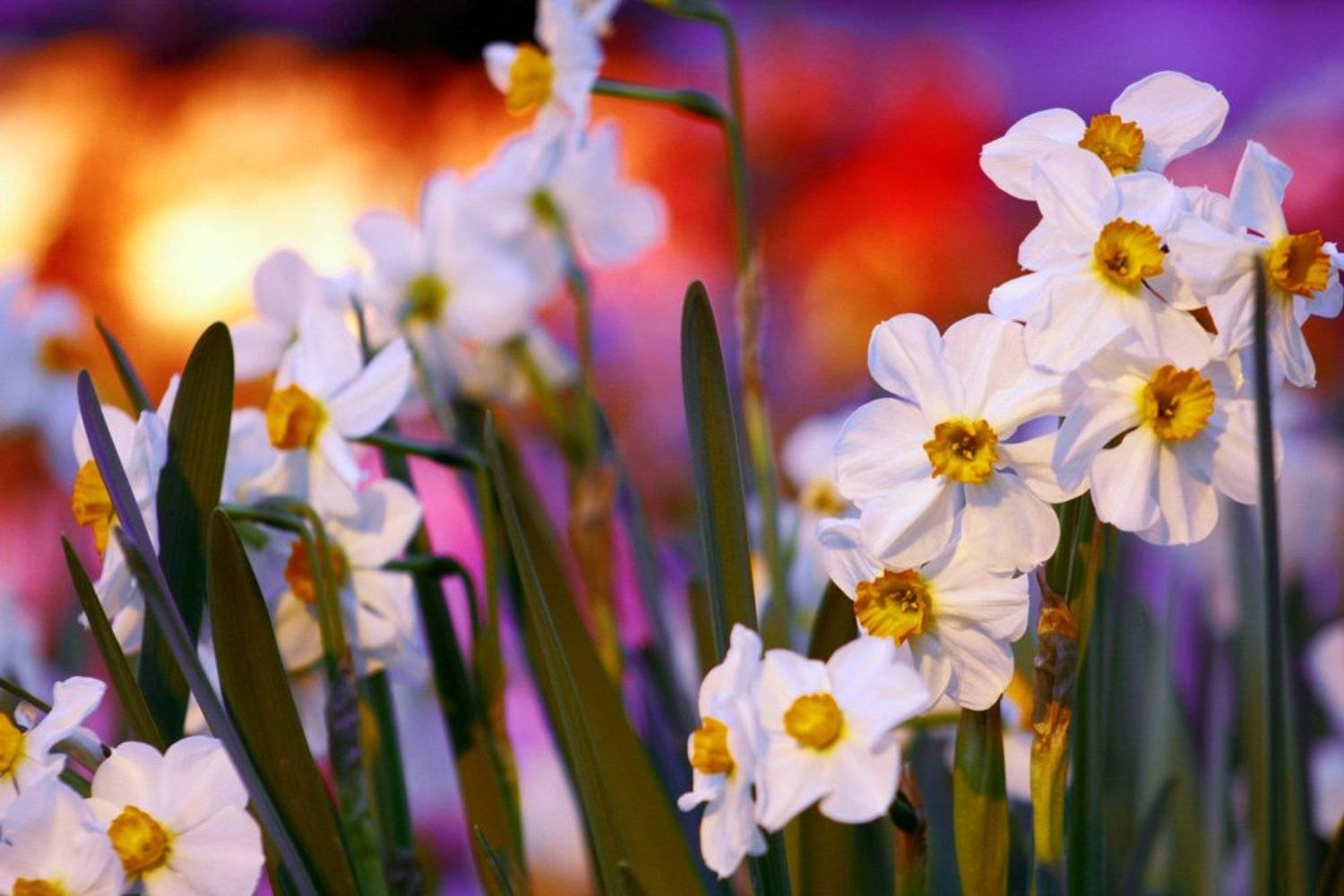 , Princess Bubblegum