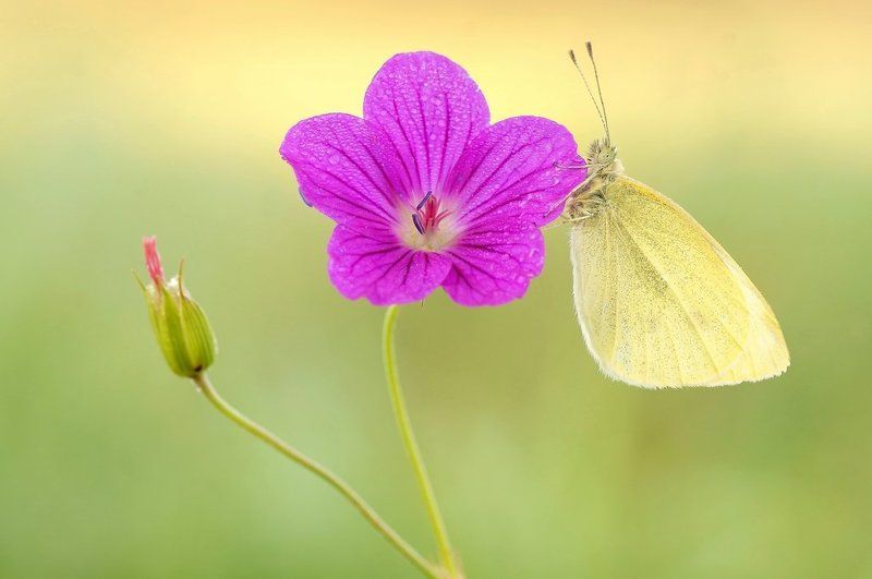 White butterfly... фото превью