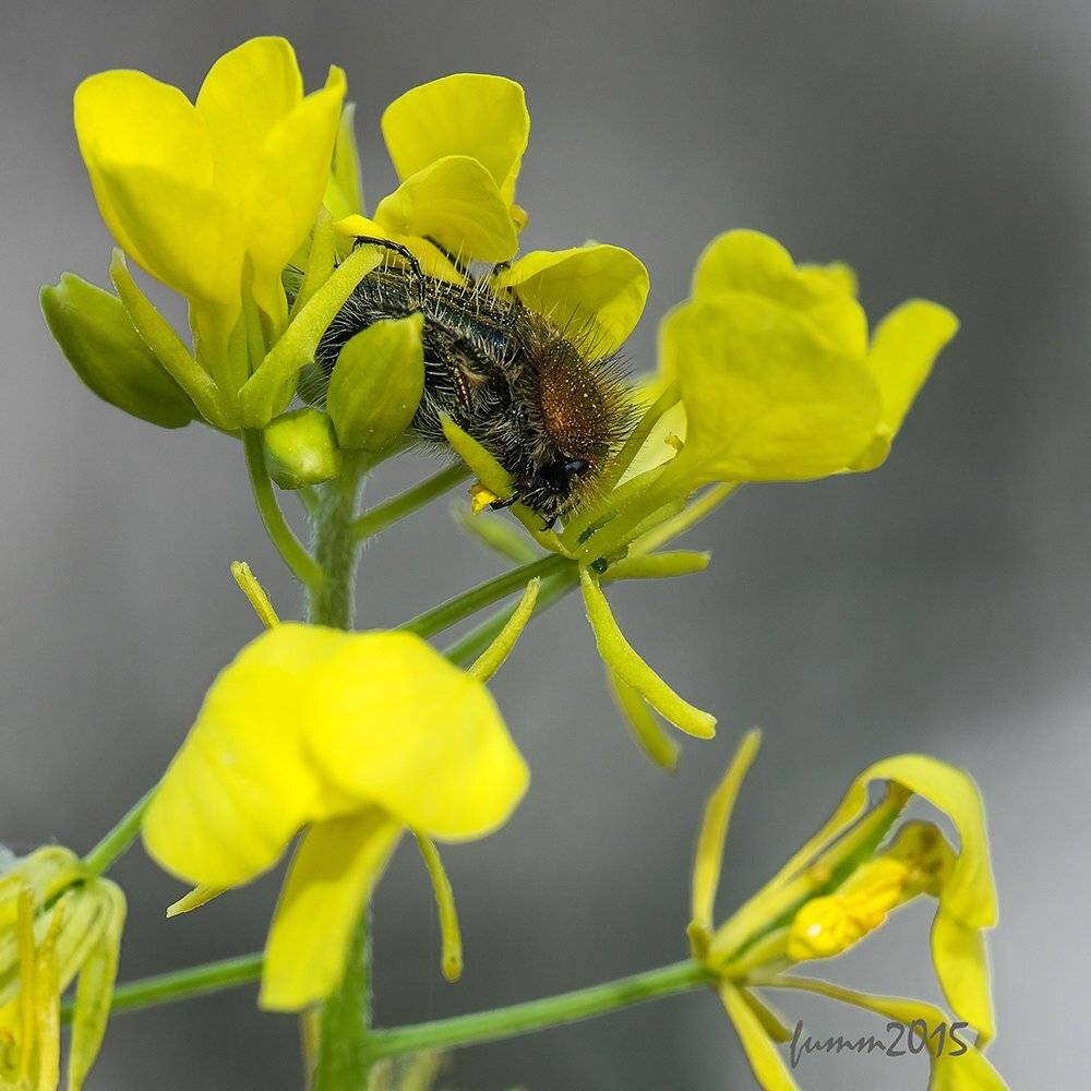 , Игорь ФУММ