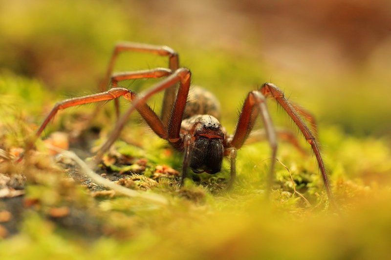 oo00oo фото превью